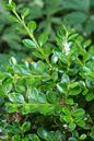 Winter Gem Boxwood 1G