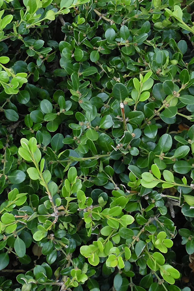 Winter Gem Boxwood 2G