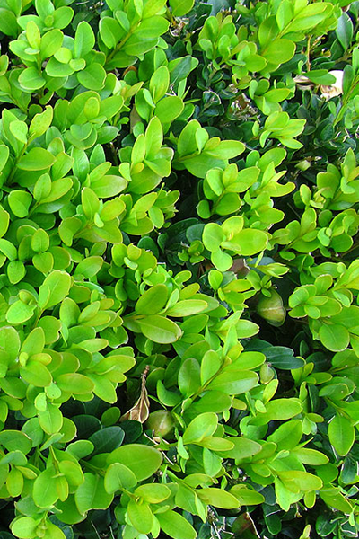 Wintergreen Boxwood 2G