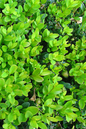 Wintergreen Boxwood 2G