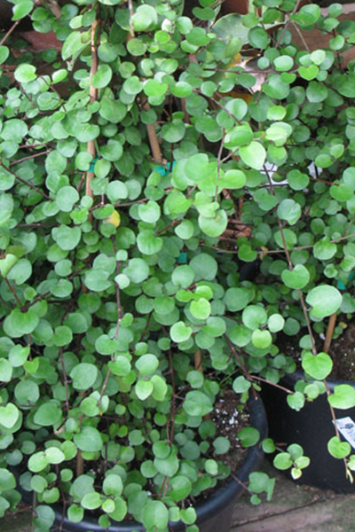 Wire Vine 4"