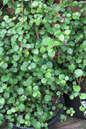 Wire Vine 4"