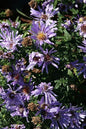 Woods Blue Aster 1G