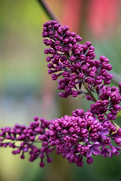 Yankee Doodle Lilac 2G