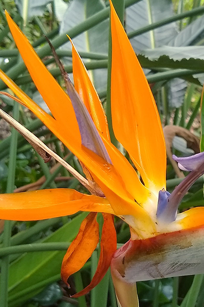 Yellow Bird of Paradise 10"