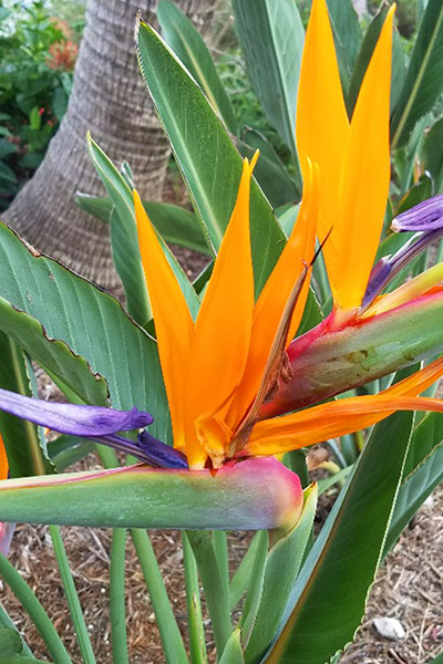 Yellow Bird of Paradise 12"