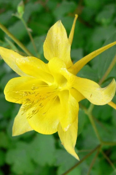 Yellow Queen Columbine 1G