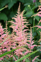 Younique™ Salmon Astilbe 1G