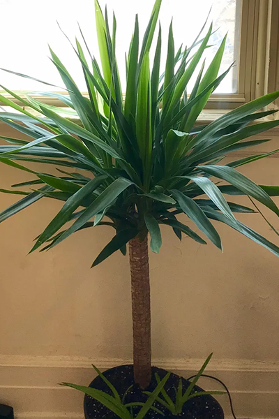Yucca 12” 3 Cane