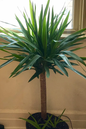 Yucca 12” 3 Cane