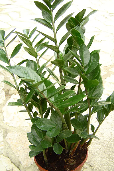 ZZ Plant (Zamioculcas zamiifolia)