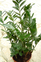 ZZ Plant (Zamioculcas zamiifolia)
