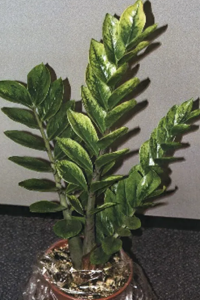 Zamiifolia Lucky 6”