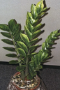 Zamiifolia Lucky 6”