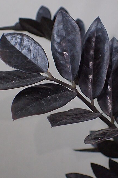 Zamioculcas Raven 6”