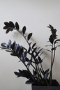 Zamioculcas Raven 8”