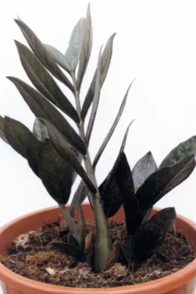 Zamioculcas Super Nova 6”