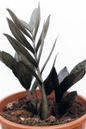 Zamioculcas Super Nova 6”