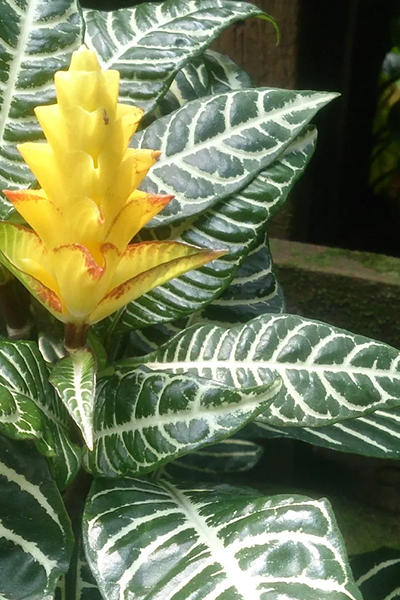 Zebra Plant 6”