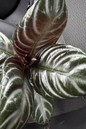 Zebra Plant Nova Fuego 2”