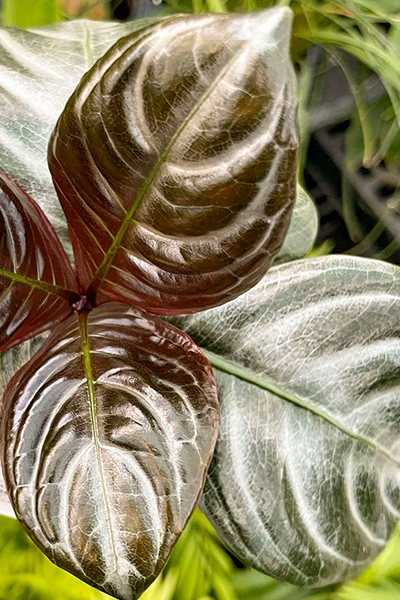 Zebra Plant Nova Fuego 4”