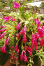 Zygocactus 2”