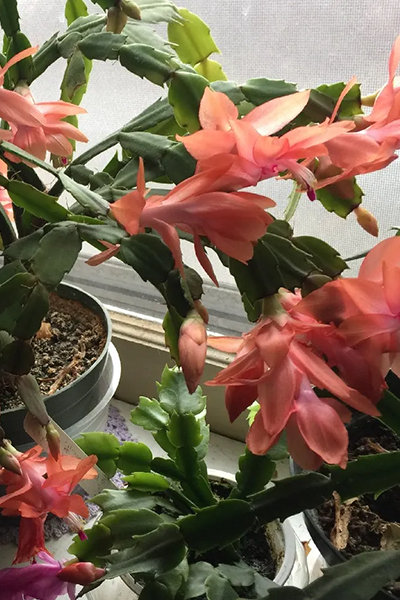 Zygocactus 4”