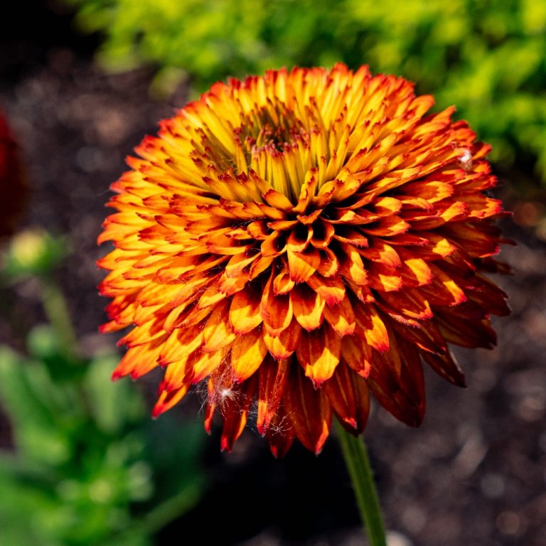 Solar Sisters Black Eyed Susan 1G