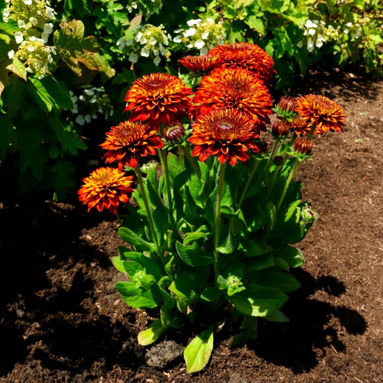 Solar Sisters Black Eyed Susan 1G