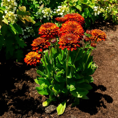 Solar Sisters Black Eyed Susan 1G