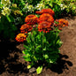 Solar Sisters Black Eyed Susan 1G